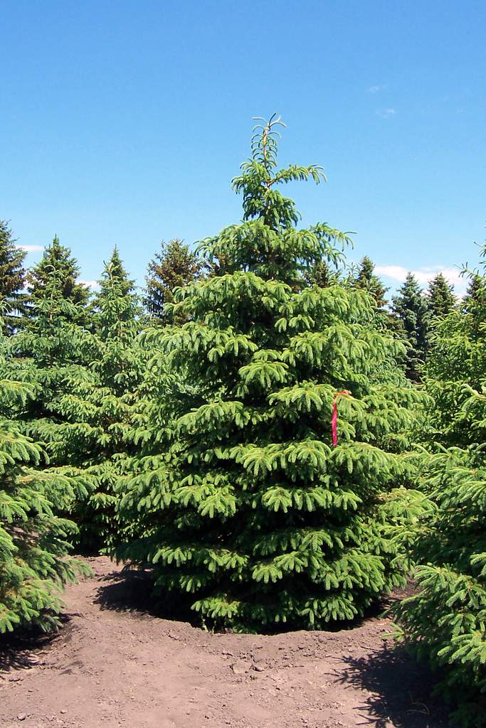 Pine Trees at the Tree Farm