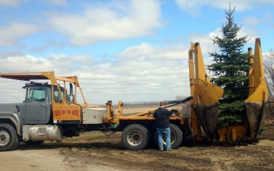 Replace Storm Damaged Trees