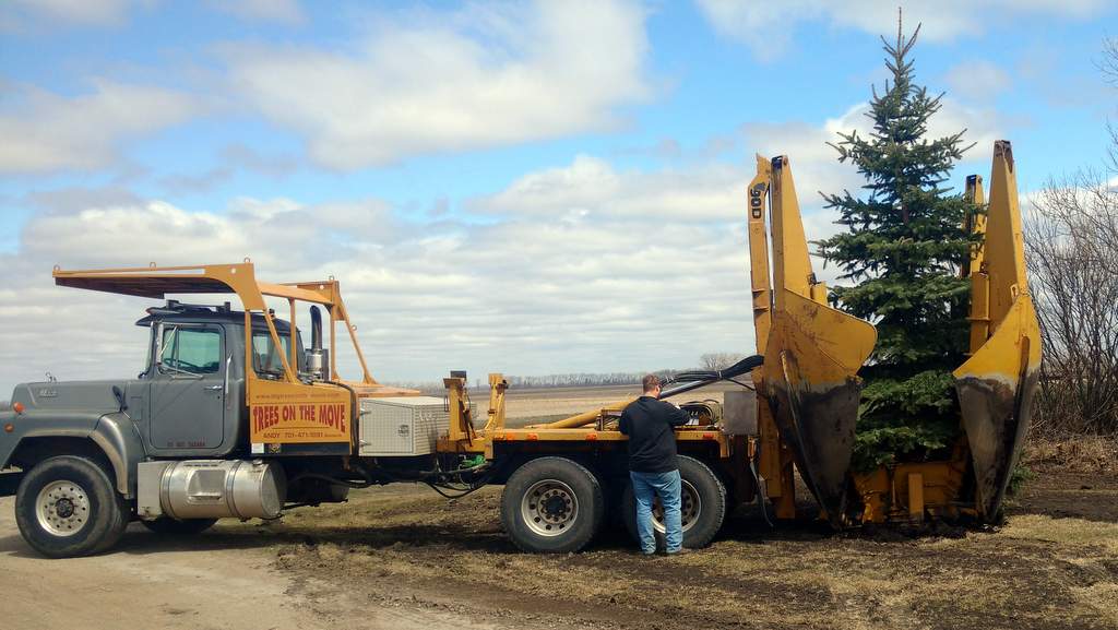 Replace Storm Damaged Trees